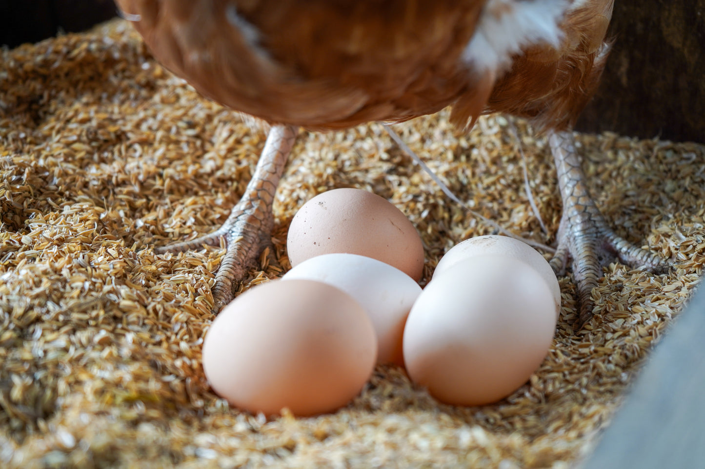北海道の平飼い卵 40個(送料無料)